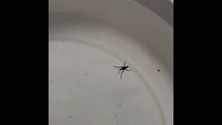 Riffle Bug Walking On Water Veliidae