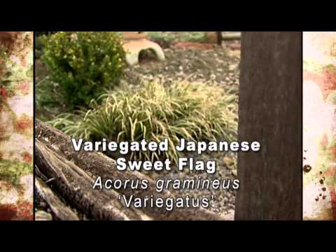 Video: Acorus Sweet Flag Info - Kuinka kasvattaa Japanin makeita lippukasveja