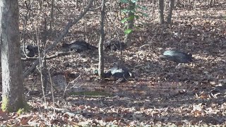 Concerns rise over bird flu after man finds dead vultures around Eden home