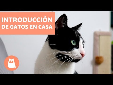 Video: Cómo disciplinar a un gato (¡sin perder la cabeza!)