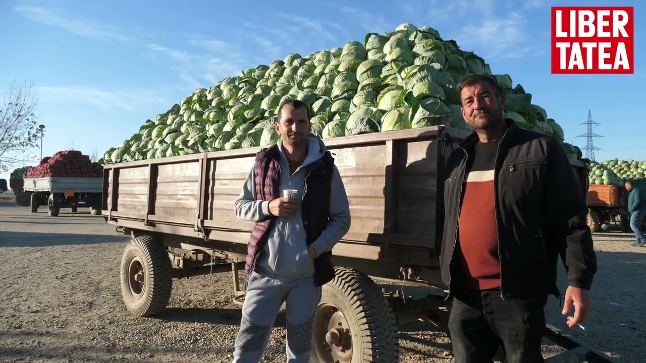 REPORTAJ la kilometrul zero al verzei în România |Libertatea