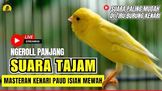 🛑 Kenari GACOR cuit - cuit EMOSI Isian indah Pancingan kenari PAUD #pancingankenari #kenari #canary