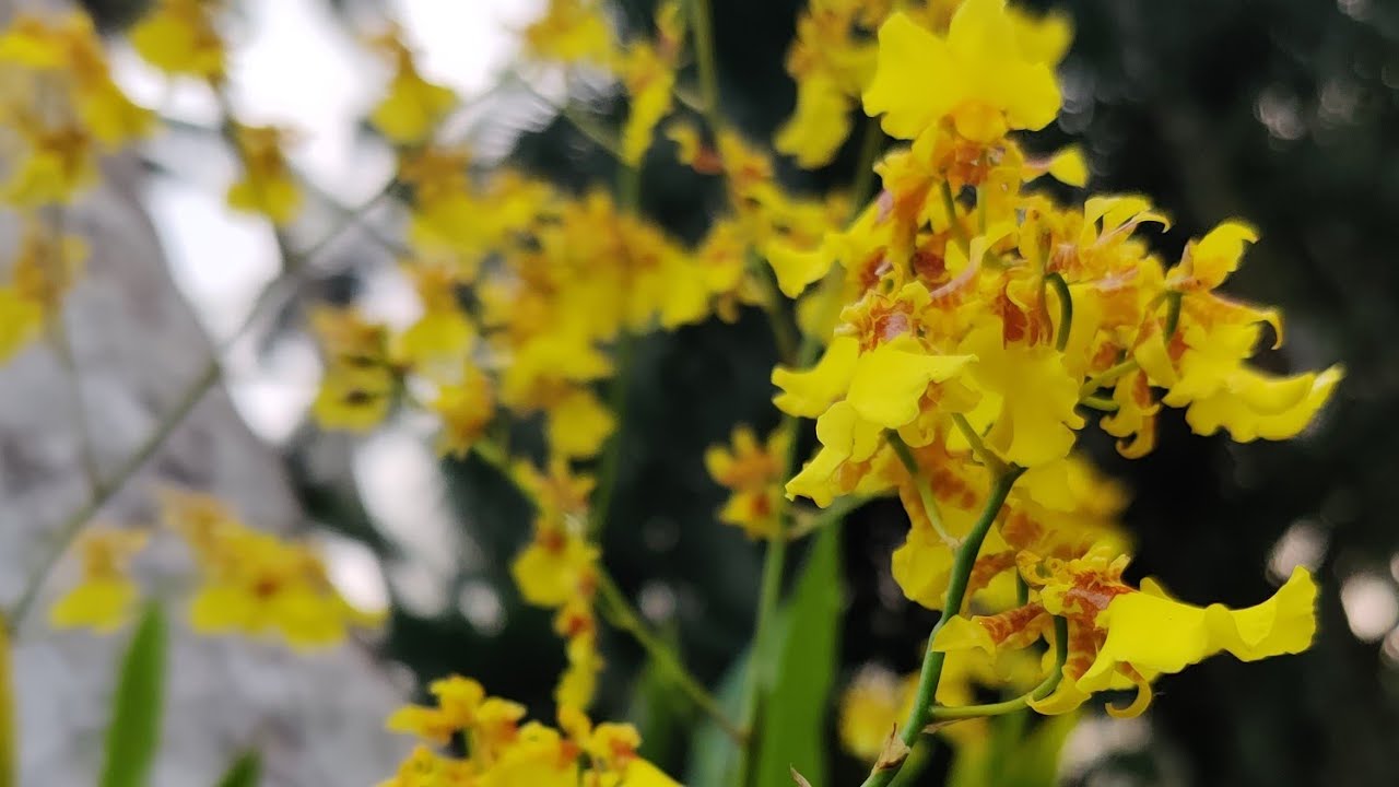 oncidium orchid/ dancing lady orchid propagation