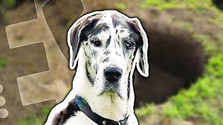 Lasse Bengtssons hundgrop - hund faller i gropen