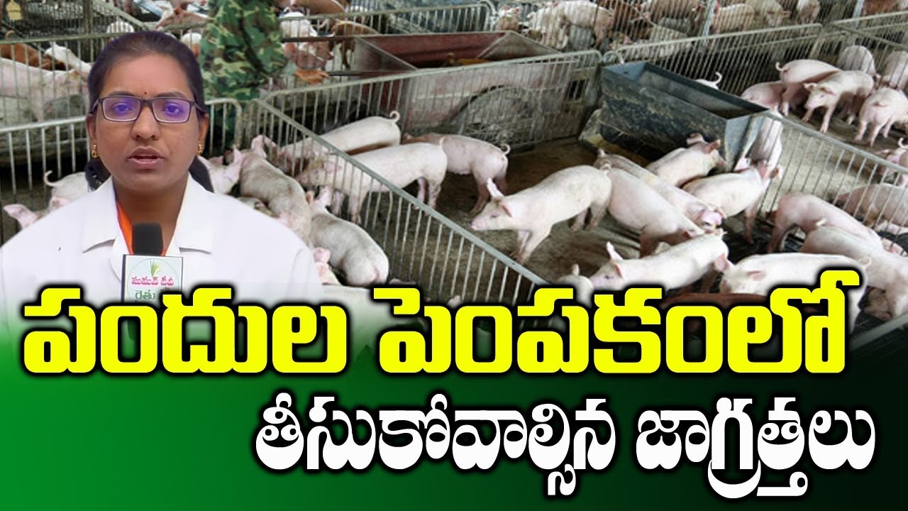 Pig Farming for Beginners || Dr.Sushma || SumanTV Rythu