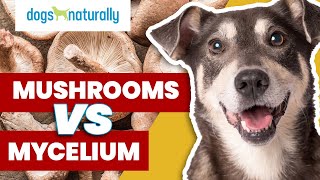 Medicinal Mushrooms For Dogs & The Problem With Mycelium
