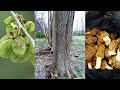 ELM TREE IDENTIFICATION GUIDE FOR MOREL MUSHROOM FORAGERS - SLIPPERY ELM TREES vs AMERICAN ELM 2019