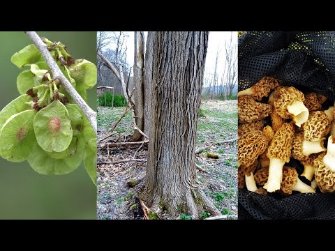 Video: What Is A Slippery Elm Tree - Lær om glatt alm-urtbruk i hagen