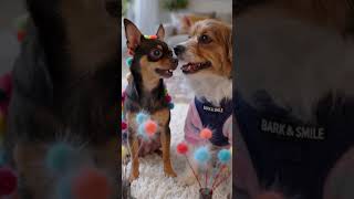 Fuzzy wires flowers with wowow and Mia #chihuahua #sitzu