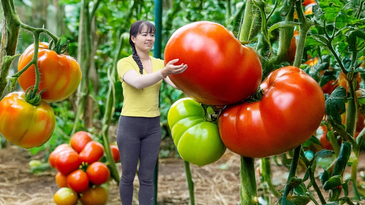 Use 3-Wheeled Truck Harvesting 200KG Clean Cucumber And Tomatoes Goes To Market Sell - Farm Life