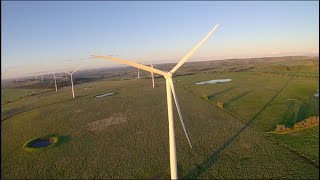 birds flying into windmills 2
