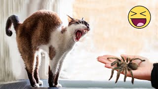 Funny Animals 😹 Funny Cats & Dogs Videos 😁 Funniest Animals 2023 #5