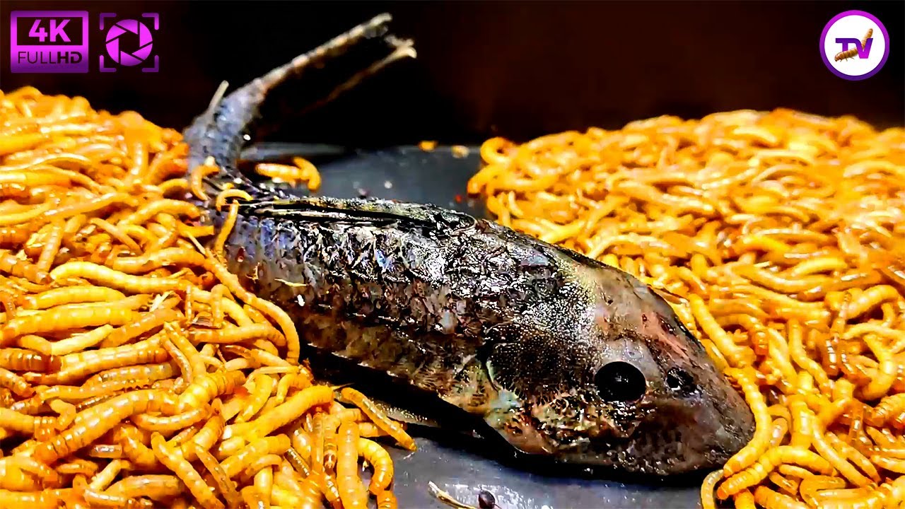 Fish Vs Mealworms/mealworms[4k] YouTube