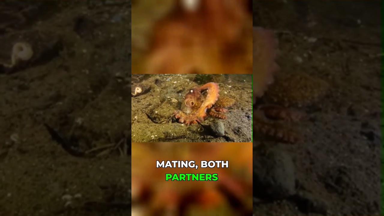 Самая странная история любви в океане!