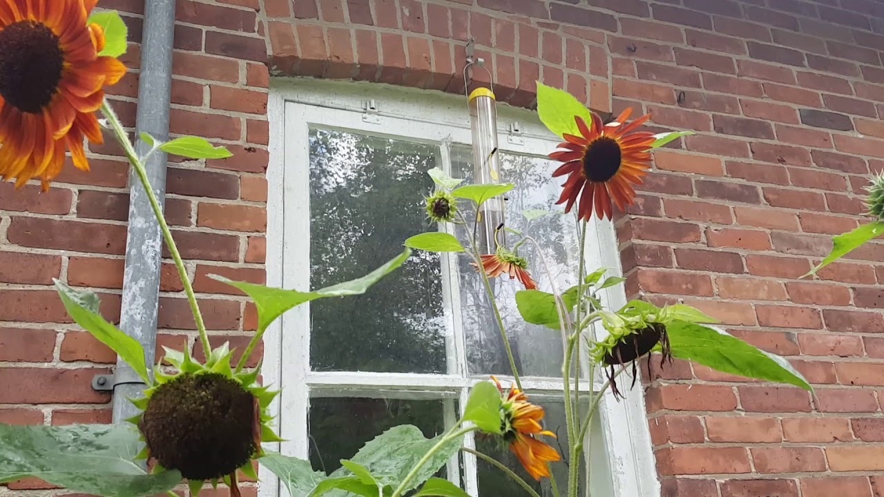 Zone Five Cold Climate Permaculture Sunflowers Nutritional Facts and