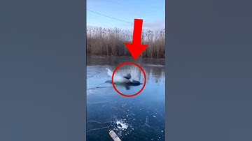 How does the Ice Thickness testing 🧊😳❓ l #facts #shorts