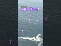 今朝のラッコ、北海道霧多布岬2026.5.17#らっこ#ラッコ#北海道#霧多布岬#きりたっぷ#浜中町#seaotter#海獺#かわいい#癒し#wildlife#自然#動物#野生動物#野生
