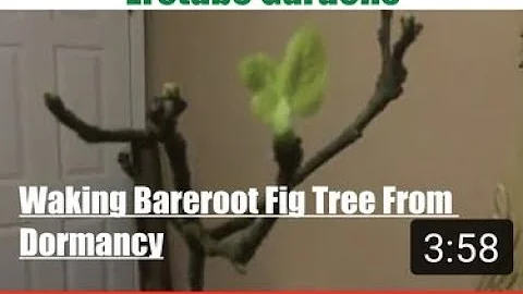 Waking Bareroot Fig Tree From Dormancy.