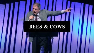 Bees & Cows  Matt Tuttle