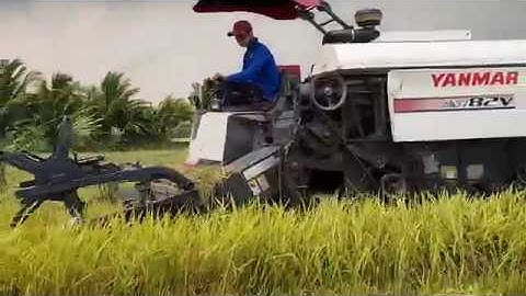 MÁY CẮT LÚA YANMAR AW82V CHẠY TỐC ĐỘ NHANH QUÁ | RICE CUTTING MACHINE | RCM38