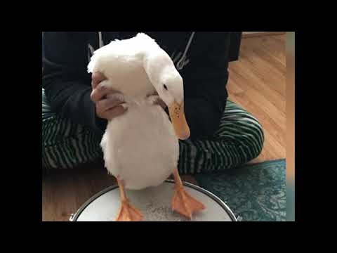 Drumming Duck Drops Beat with a Snare || ViralHog