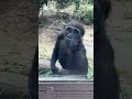 窓を叩いて挨拶をする子ゴリラ キンタロウ Little gorilla taps on the window to say hello 【京都市動物園】