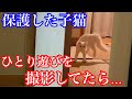 【野良子猫保護】保護した主にオラオラとやんのかステップで威圧する子猫