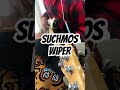 『WIPER』なんとSuchmos全曲弾くチャレンジも終盤戦 #suchmos #basscover #弾いてみた