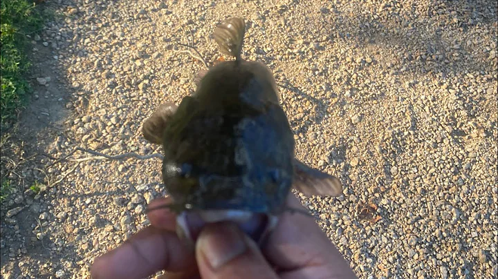 $20 Temu fishing challenge #fishing