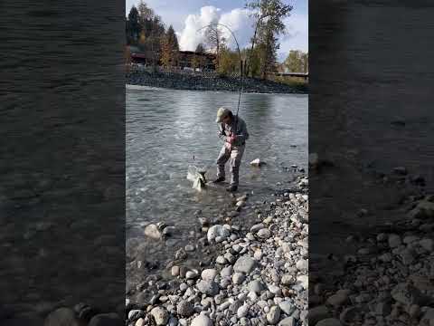 #Salmon #fishing in