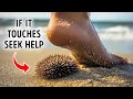 Bizarre Facts About Sea Animals Lurking Underwater