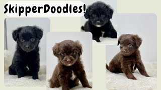 SkipperDoodle Puppies!