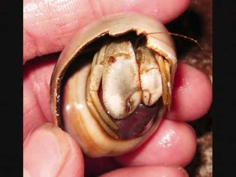 Pensacola, Florida '08 slideshow - YouTube