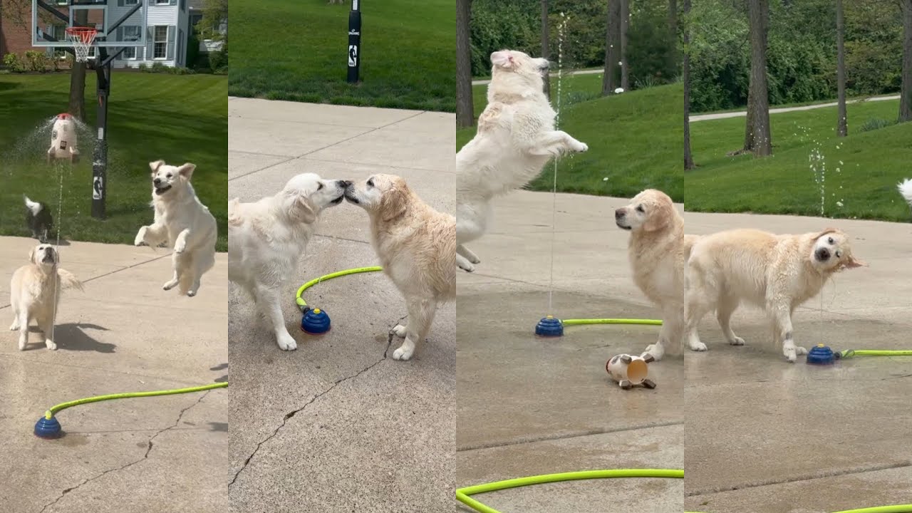 Golden Retrievers Play With Rocket Sprinkler - YouTube