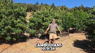 CAMBODIAN CANNABIS READY FOR HARVEST - 10/9/26
