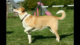 Sneak Preview of The Good Children