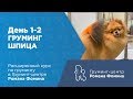 День 1-2. Груминг Шпица. Курсы груминга