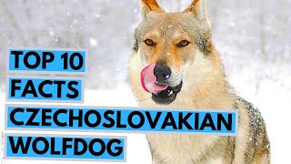 Czechoslovakian Wolfdog - TOP 10 Interesting Facts