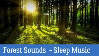 Forest Sounds with Relaxation Music   Sleep Music