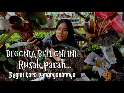 Video: Pemberian Makan Begonia Berbonggol: Pelajari Tentang Pemupukan Bunga Begonia Berbonggol