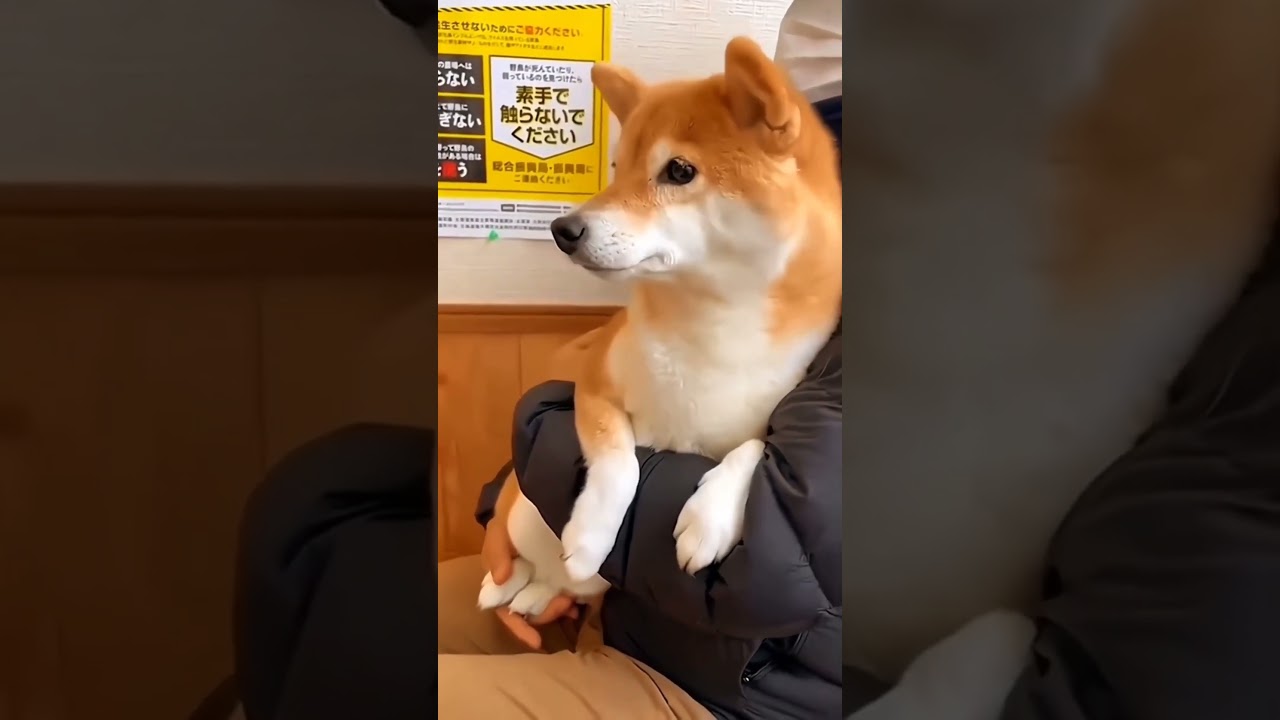 Dog mind voice for injection 