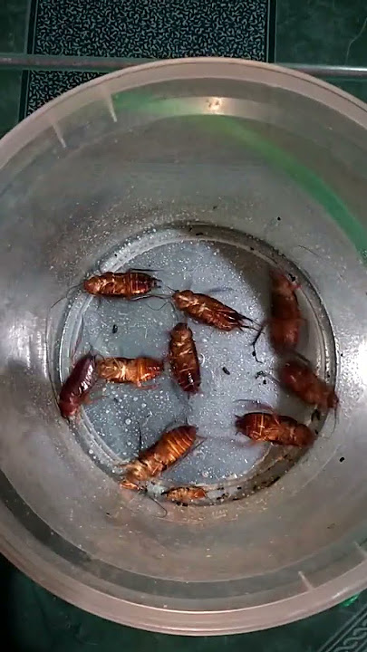 Ang daming ipis#cockroach #shorts