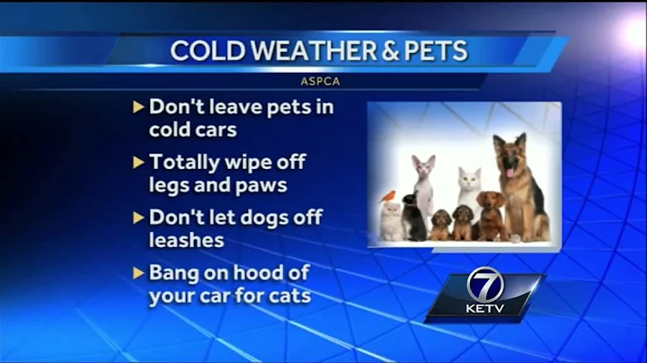 If it's too cold for you, it's too cold for your pet