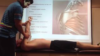 Serratus Anterior: Palpation, Manual Therapy & Stretch