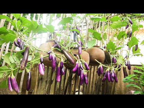 Vídeo: Como cultivar berinjela e obter altos rendimentos