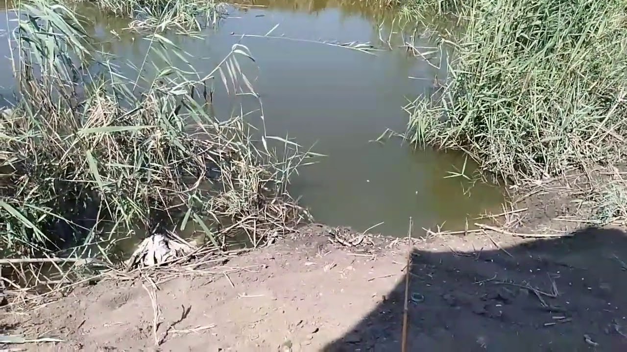 شاهد احلى سمك مية دمرو الحداد بدون منتاج