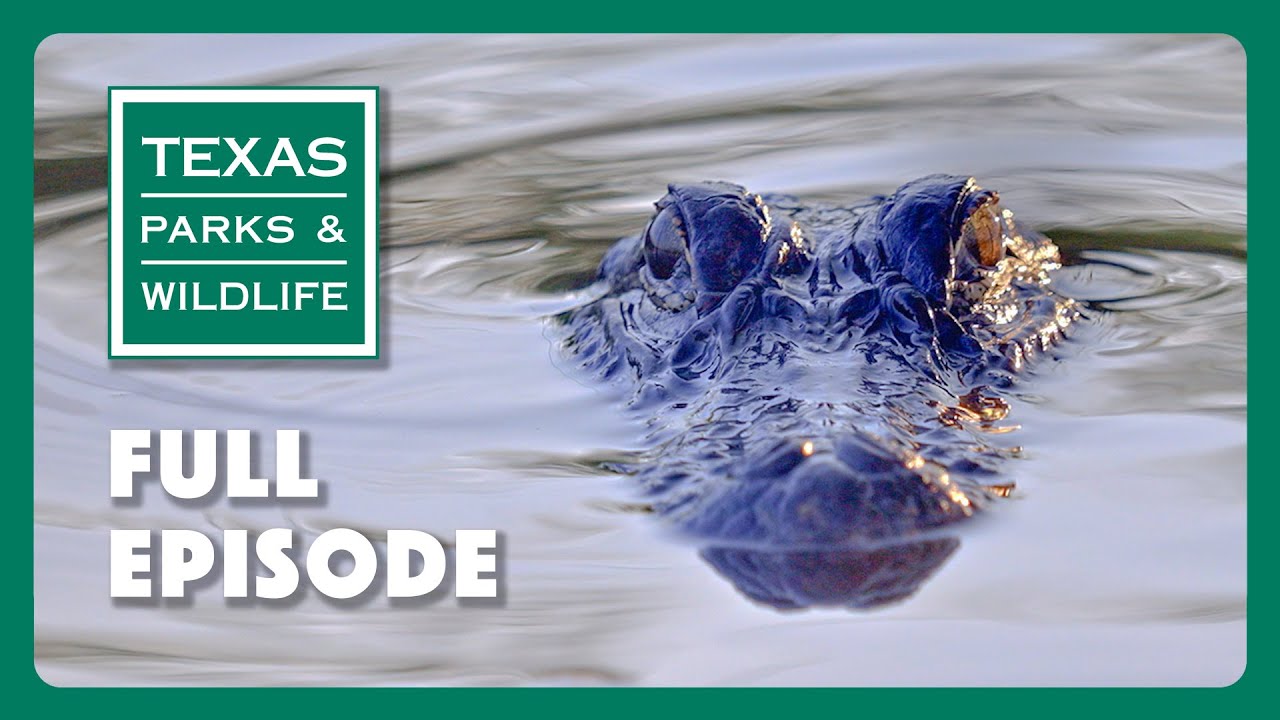 PBS Show - Alligator Tracking & More