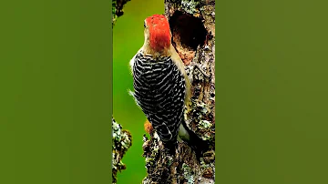Дятел (лат. Picidae)