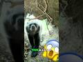 The Man Who Loved Bears #podcast #animals