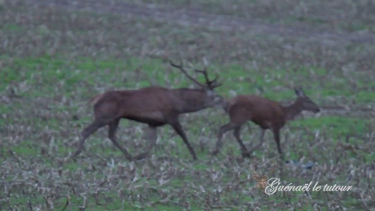 Cerfs & Biches 1er Octobre 2022